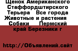 Щенок Американского Стаффордштирского Терьера - Все города Животные и растения » Собаки   . Пермский край,Березники г.